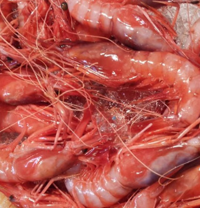 Gamba roja lonja 